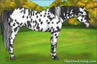Horse Color:Black Appaloosa 