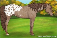 Horse Color:Classic Champagne Appaloosa 