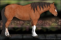 Horse Color:Bay  and Bay 