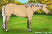 Horse Color:Silver Bay Dun
