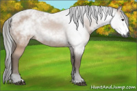 Horse Color:Gray Bay 