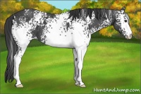 Horse Color:White Spotted Blue Roan Appaloosa