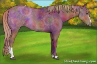 Horse Color:Nacre Chestnut Sabino 