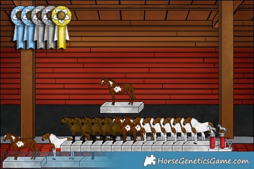 Horse Color:Black Tobiano Frame 