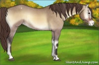Horse Color:Bay Onyx Appaloosa 