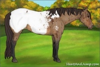 Horse Color:Bay Dun Appaloosa 
