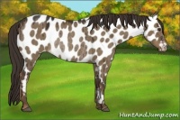Horse Color:Liver Red Dun Near Leopard Rabicano Brindle 