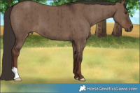 Horse Color:Liver Red Dun Brindle 