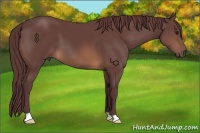 Horse Color:Chocolate Buckskin 