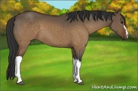 Horse Color:Brown Dun