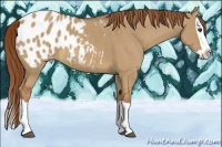 Horse Color:Red Dun Splash Appaloosa 