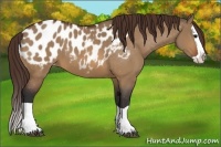 Horse Color:Bay Dun Splash Appaloosa