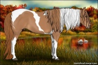 Horse Color:Chestnut Tobiano