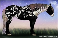 Horse Color:Nacre Liver Chestnut Ice Splash Near Leopard 