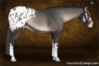 Horse Color:Blue Onyx Appaloosa