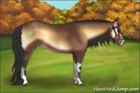 Horse Color:Bay Onyx 