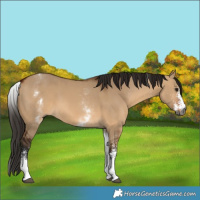 Horse Color:Gray White Spotted Bay Dun Rabicano