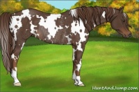 Horse Color:White Spotted Liver Chestnut Rabicano 