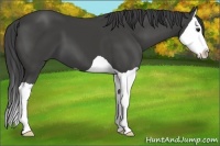 Horse Color:Smoky Black Splash 