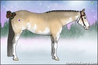 Horse Color:Buckskin Splash Rabicano
