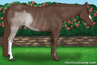Horse Color:Liver Chestnut Rabicano 