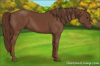 Horse Color:Chestnut Sabino 
