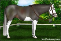 Horse Color:Liver Chestnut Splash 
