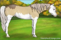 Horse Color:Chocolate Palomino Dun Splash