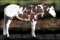 Horse Color:White Spotted Brown Splash Appaloosa