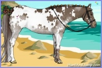 Horse Color:White Spotted Liver Chestnut 