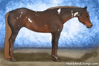 Horse Color:White Spotted Liver Chestnut Rabicano 