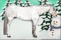 Horse Color:White Spotted Liver Chestnut 