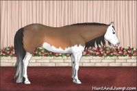 Horse Color:Buckskin Splash 