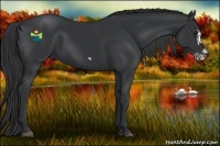 Horse Color:Black Splash Frame 