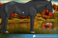 Horse Color:Black Splash Frame 