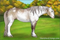 Horse Color:White Spotted Chocolate Silver Brown Sabino Appaloosa