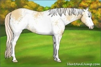 Horse Color:White Spotted Gold Cream Champagne 