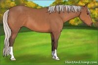 Horse Color:Silver Bay 