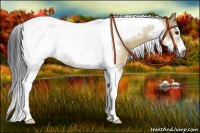 Horse Color:Buckskin Dun Sabino Tobiano Frame Rabicano 