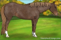 Horse Color:Liver Chestnut Appaloosa