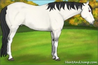 Horse Color:White Spotted Buckskin Chinchilla Dun Rabicano 