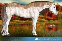 Horse Color:Red Dun Splash  and Gray Red Dun Splash 