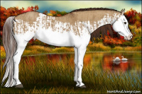 Horse Color:Red Dun Splash  and Gray Red Dun Splash 