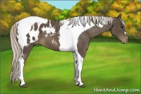 Horse Color:Chocolate Palomino Tobiano Blanket 