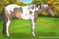 Horse Color:Buckskin Tobiano Varnish Rabicano 