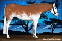 Horse Color:White Spotted Silver Bay Splash 