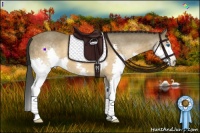 Horse Color:Buckskin Splash 