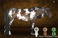 Horse Color:White Spotted Brown