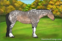 Horse Color:Buckskin Ice Tobiano 