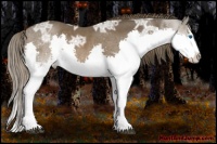 Horse Color:Liver Chestnut Ice Splash